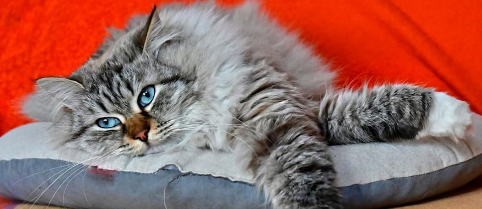 Felinya Finny SI*Masqueryann