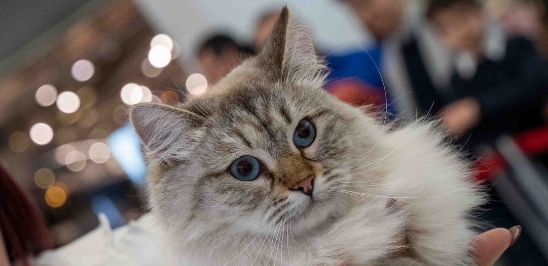 National winner, Internacional Champion Pupa SI*Masqueryann