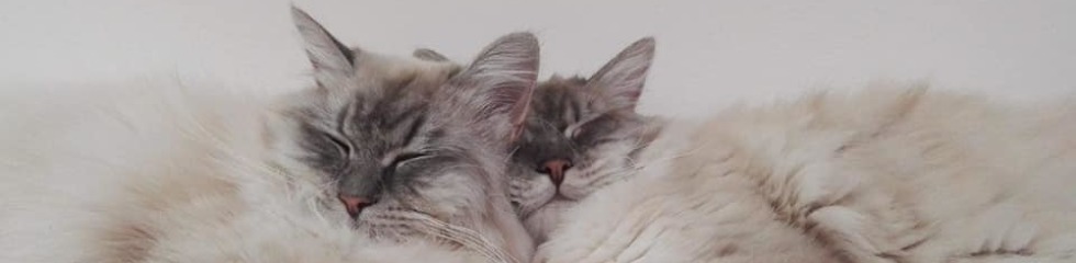 Bayani Sentima & Bellatrix Aurora SI*Maqueryann