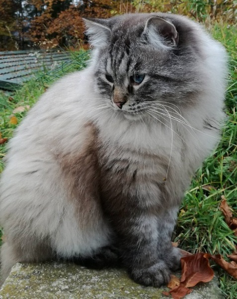 Supreme champion André de Villa Salicea, CZ