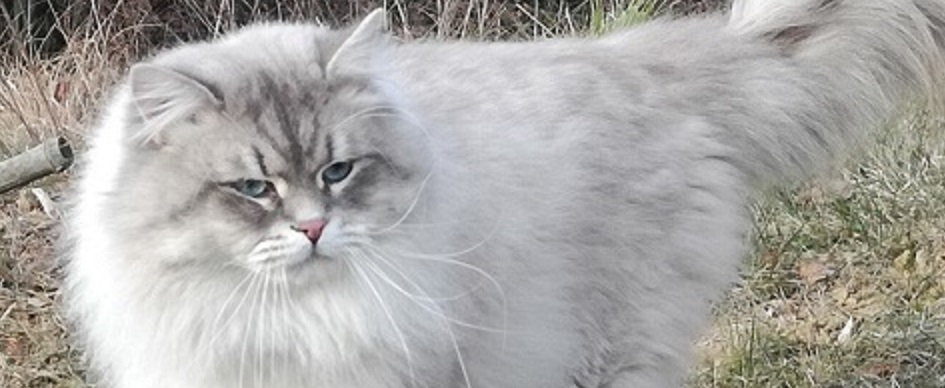 Supreme Champion Enceladus White Witch*CZ, DVM
