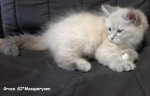 8 tednov