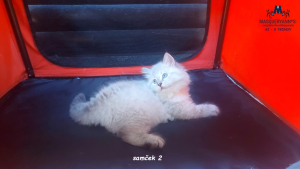 8 tednov