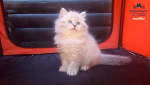 8 tednov