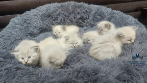 5 tednov
