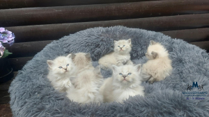 5 tednov