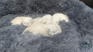 2 tedna