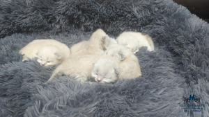 2 tedna