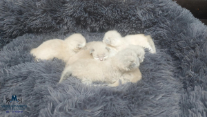 2 tedna