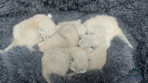 2 tedna