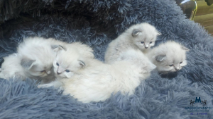 3 tedne