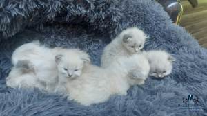 3 tedne