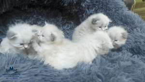 3 tedne