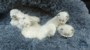 3 tedne