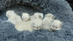 3 tedne