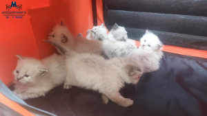 4 tedne