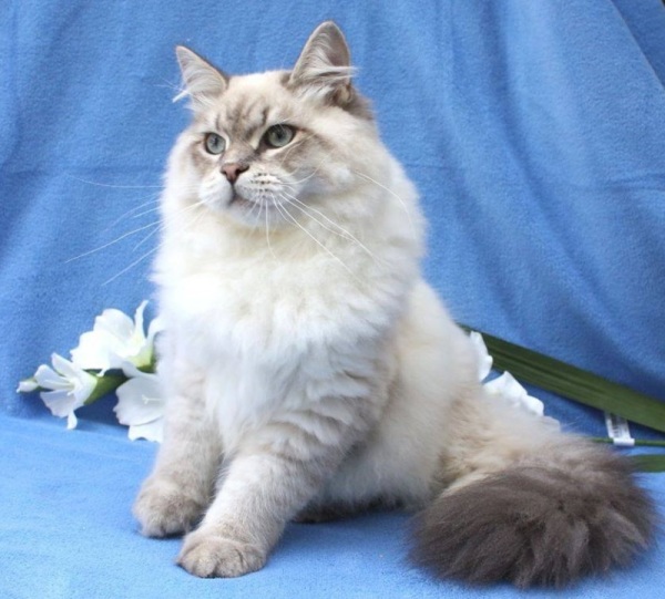 Supreme champion Enceladus White Witch, CZ