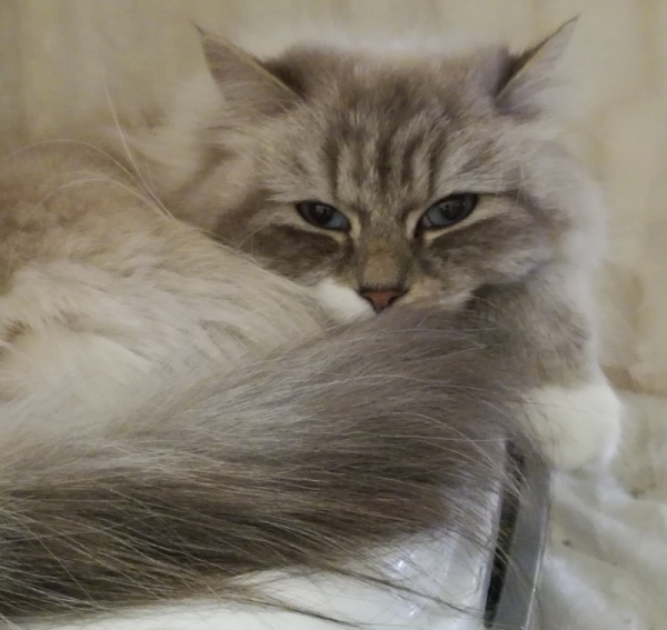 Supreme champion Yansan White Witch, CZ